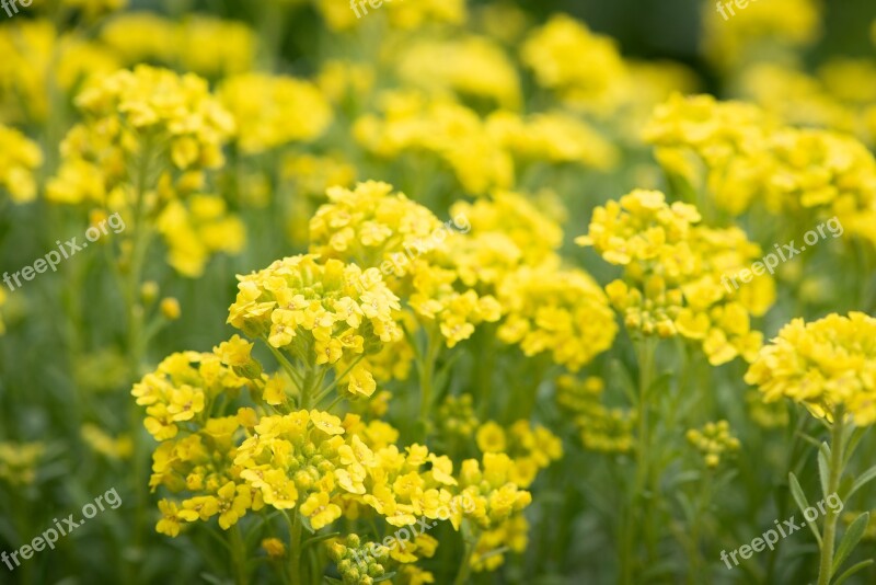 Flowers Yellow Cushion Flowers Garden Stone Garden