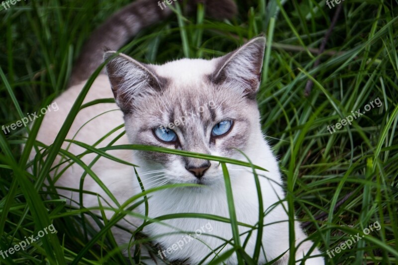 Cat Blue Eyes Pet Feline Animal