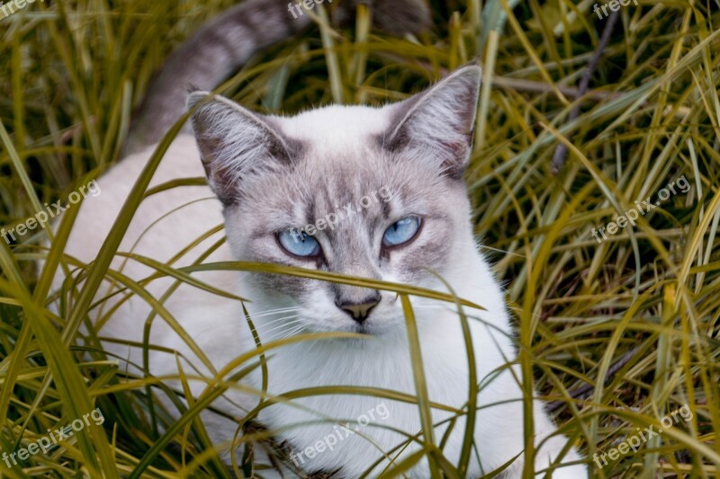 Cat Blue Eyes Pet Feline Animal