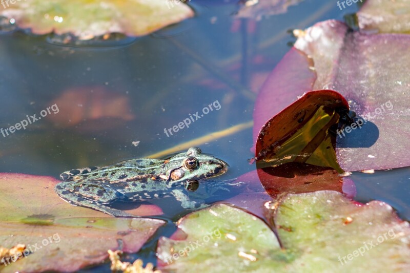 The Frog Pond Water Animal Green