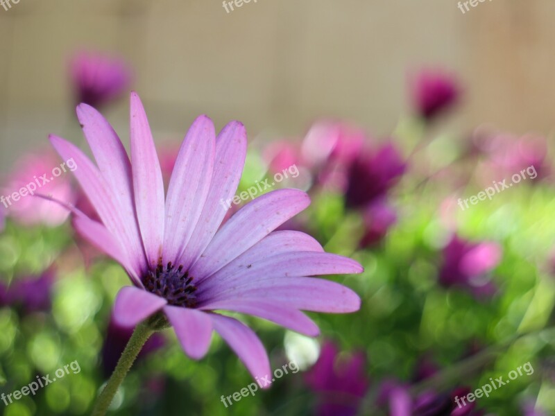 Blossom Bloom Bud Flower Aster