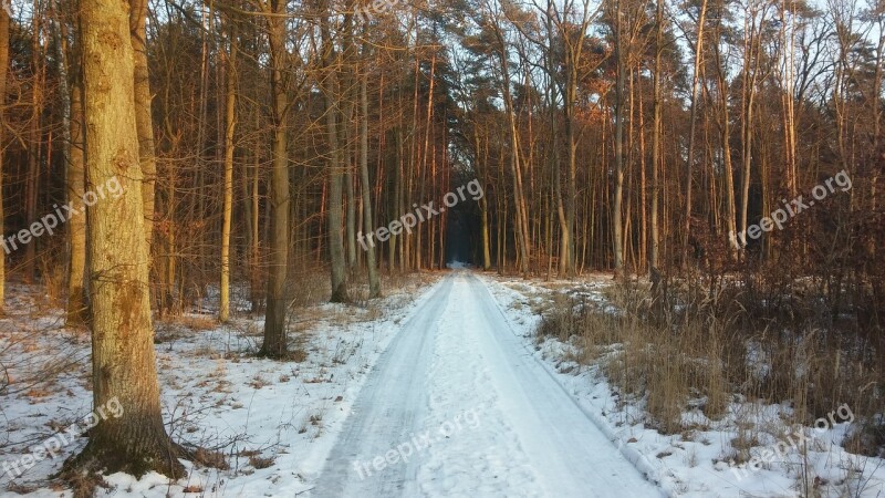 Forest Way Winter Road Landscape