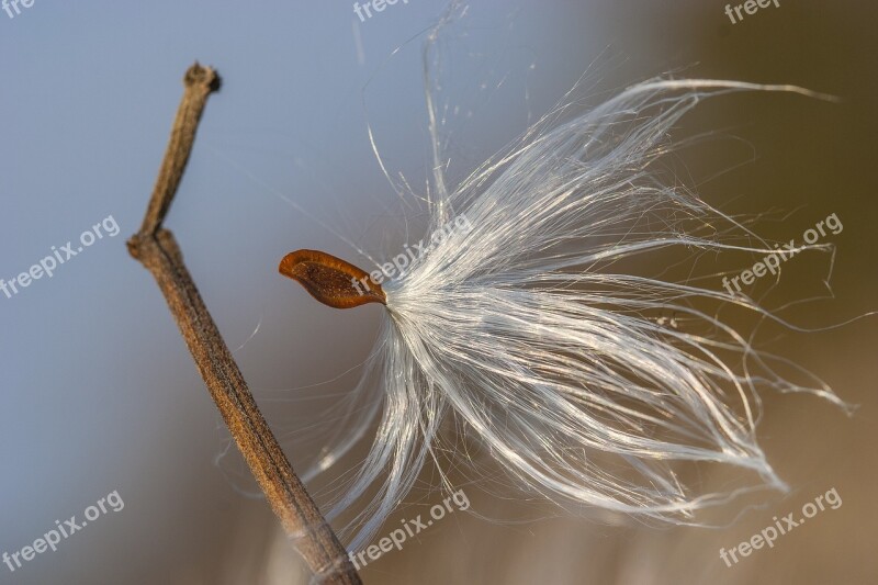 Fluff Plant Nature Flora Milkweed