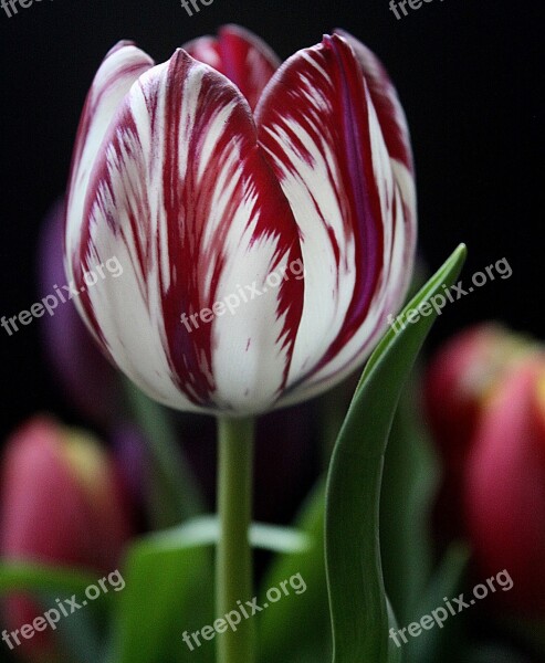 Tulip Flower Red Striped Beautiful