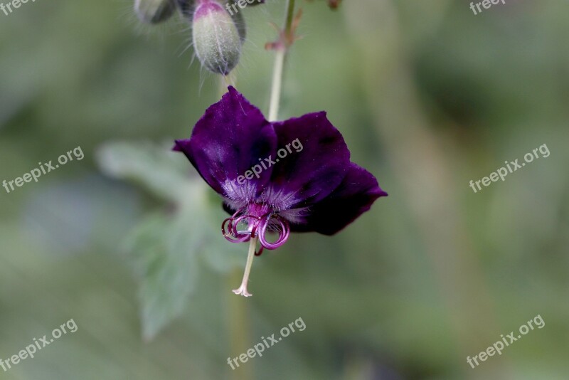 Blossom Bloom Wild Flowers Macro Nature