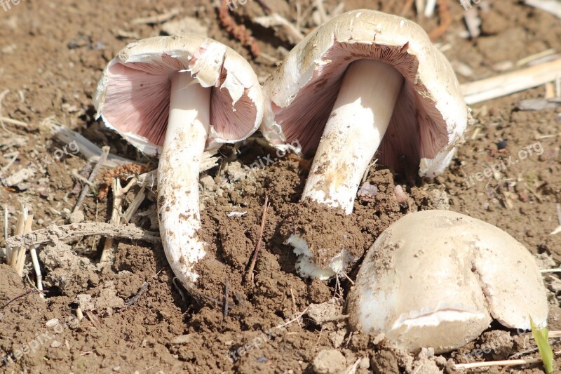 Mushroom Kitchen Vegetarian Delicious Tasty