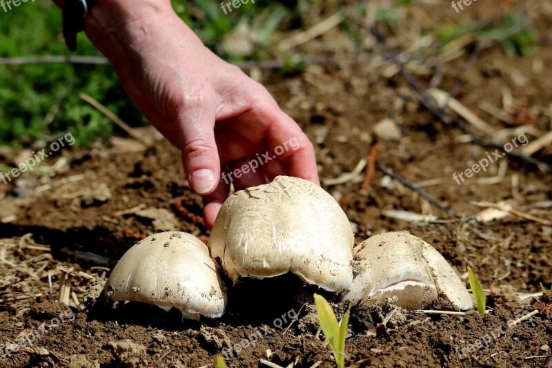 Mushroom Edible Food Fresh Tasty