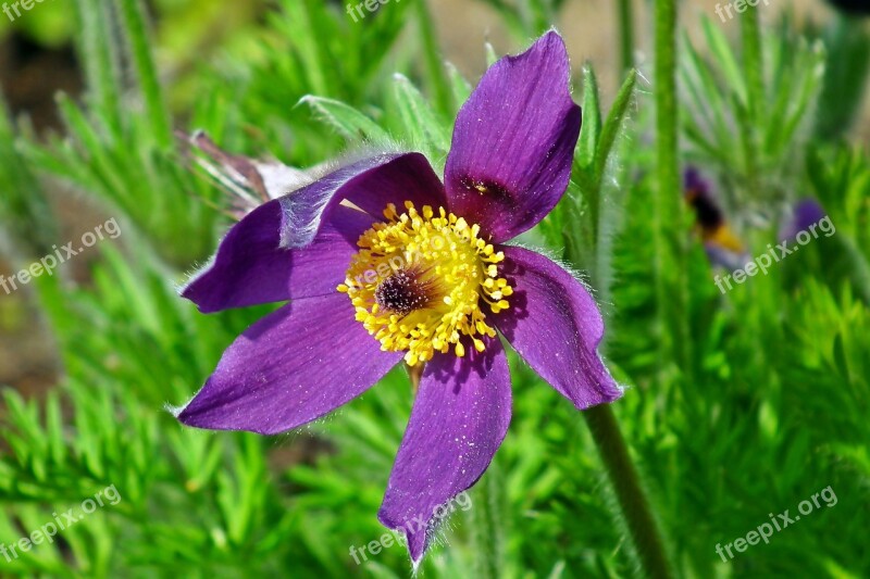 Sasanka Blossoming Flower Nature Spring