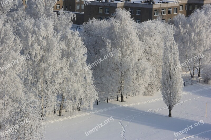 Winter Leann Trees Frost In Winter