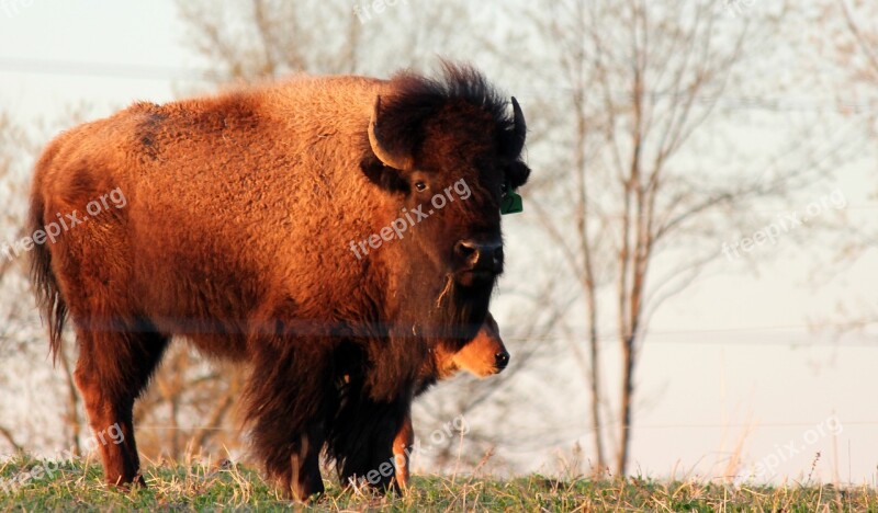 Buffalo Bison Animal Mammal American