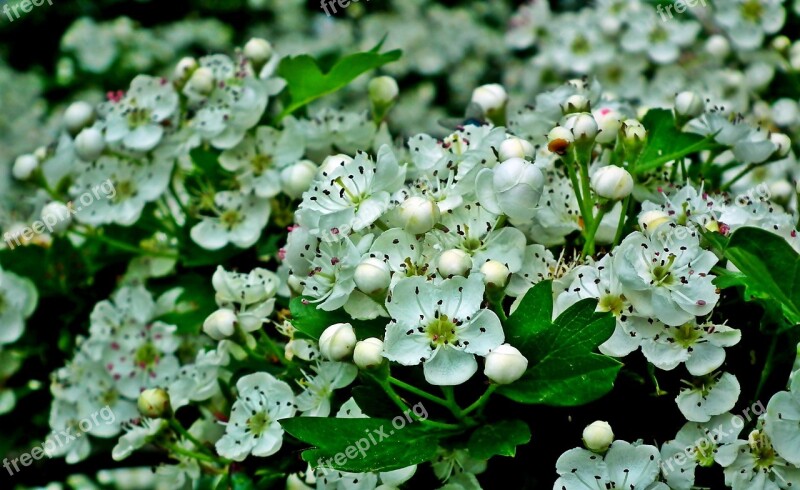 Fruit Tree Flowers Garden Flourishing Spring