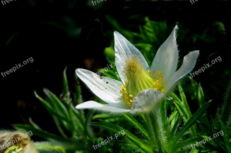 Sasanka Flower White Spring Garden