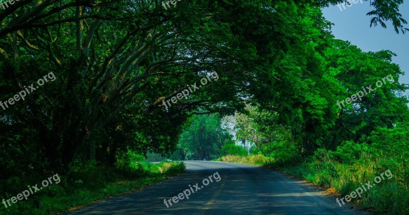 Path Green Tree Trees Landscape