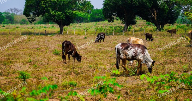 Cow Ranch Livestock Farm Animals