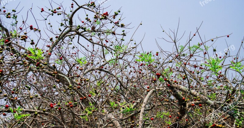 Tree Fruit Healthy Vitamins Berries