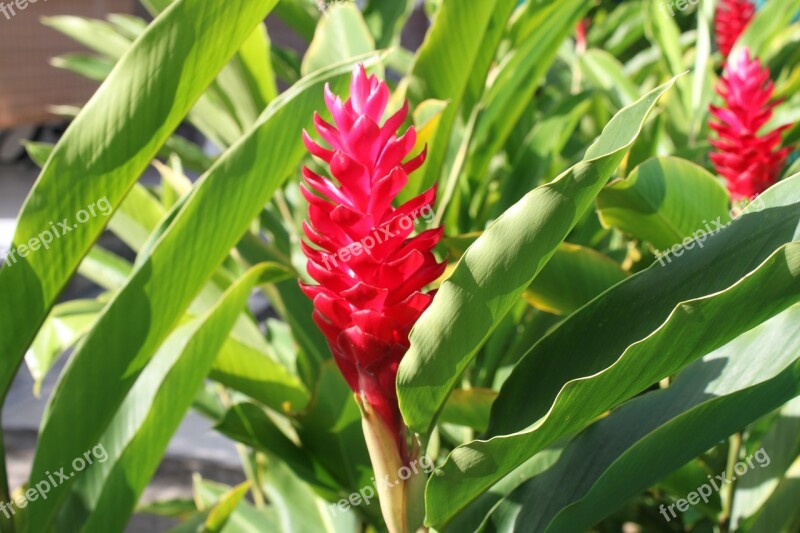 Guadeloupe Flower Exotic Flowers Tropical