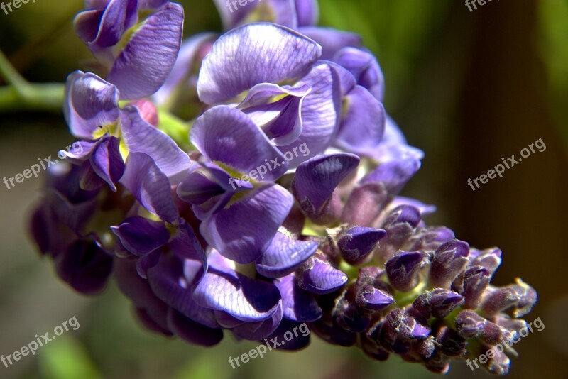 Flower Nature Blossom Spring Garden