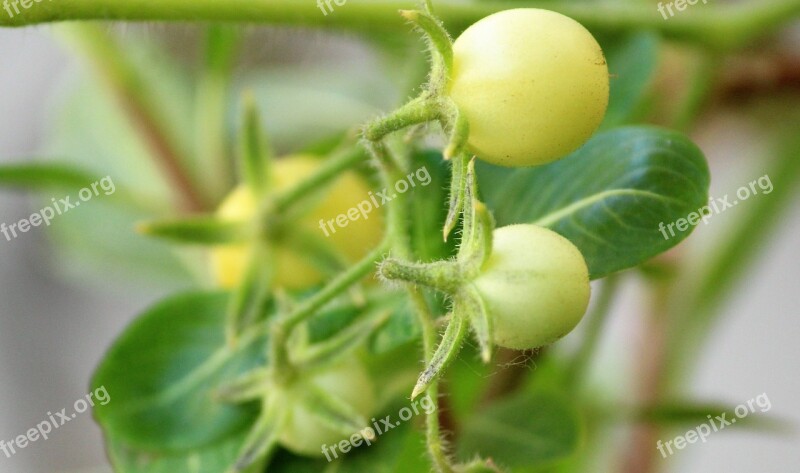 Cherry Tomato Plant Plantae Tomato Food