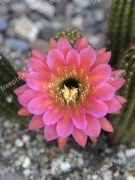 Blooming Cactus Arizona Spring Flower Southwest