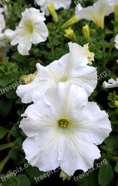 Petunia White Blossom Bloom Flower