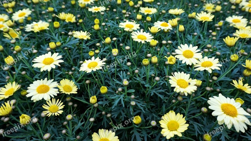 Flower Yellow Blossom Bloom Daisies