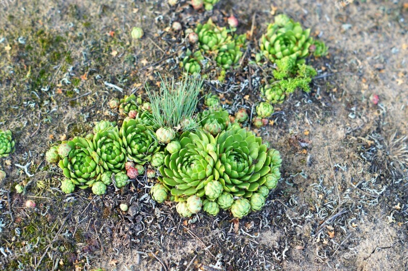 Sempervivum Ecology Green Plant Nature