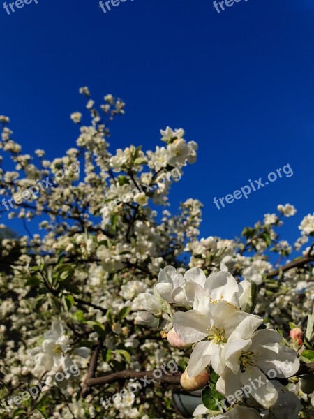 Apple Tree Blossom Spring Latvia Bloom