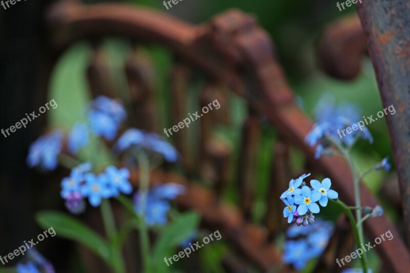 Violet Flower Bed Garden Flora Spring