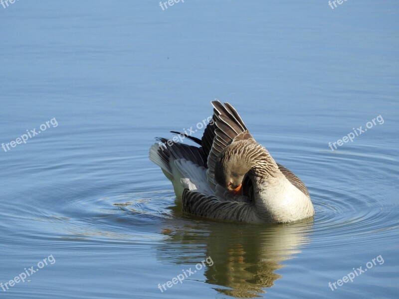 Wild Goose Water Bird Poultry Plumage Nature