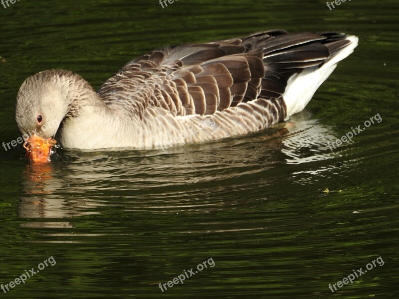 Goose Water Water Bird Plumage Nature