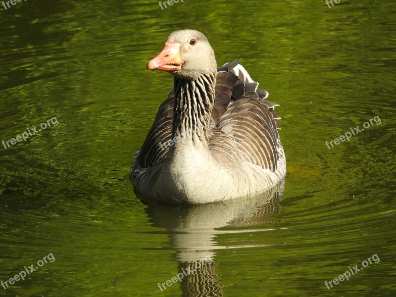 Wild Goose Greylag Goose Water Bird Poultry Water