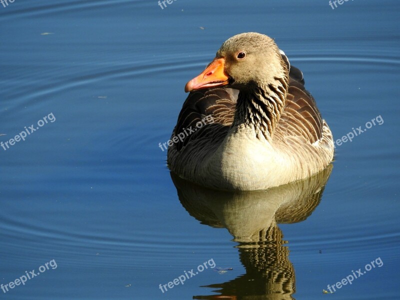 Wild Goose Goose Water Bird Water Greylag Goose