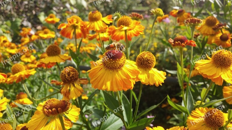 Bee Flowers Insect Flower Spring