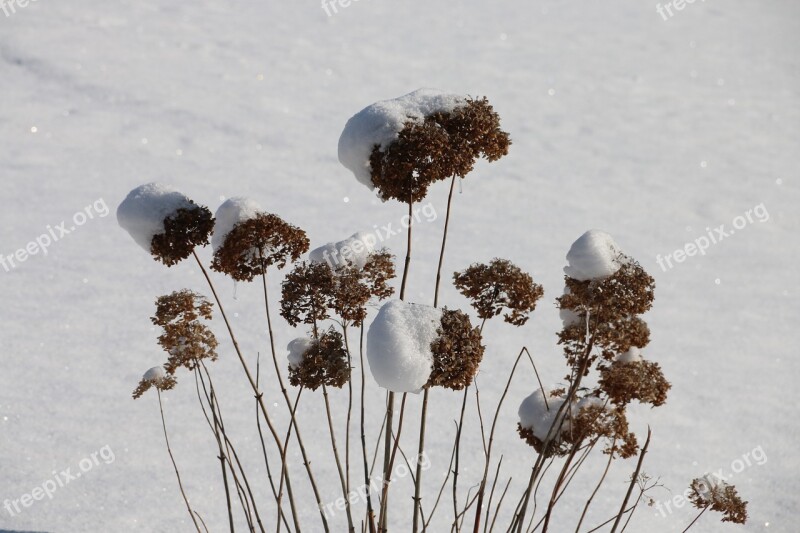 Winter Plant Cold Snow Nature