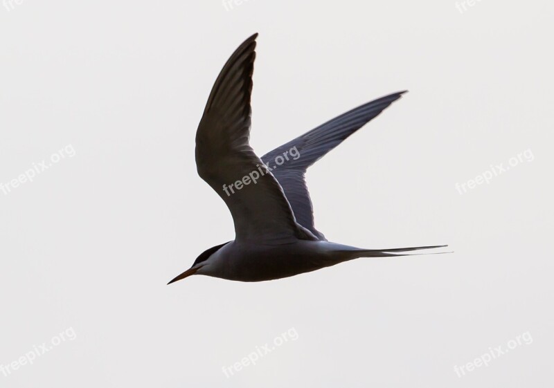 Arctic Turn Flight Silhouette Sea Bird Flying