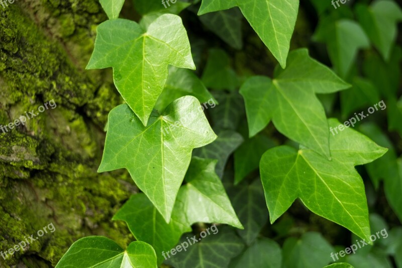 Ivy Hedera Green Foliage Leaf