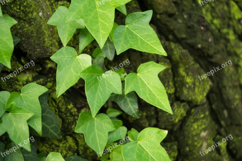 Ivy Hedera Green Foliage Leaf