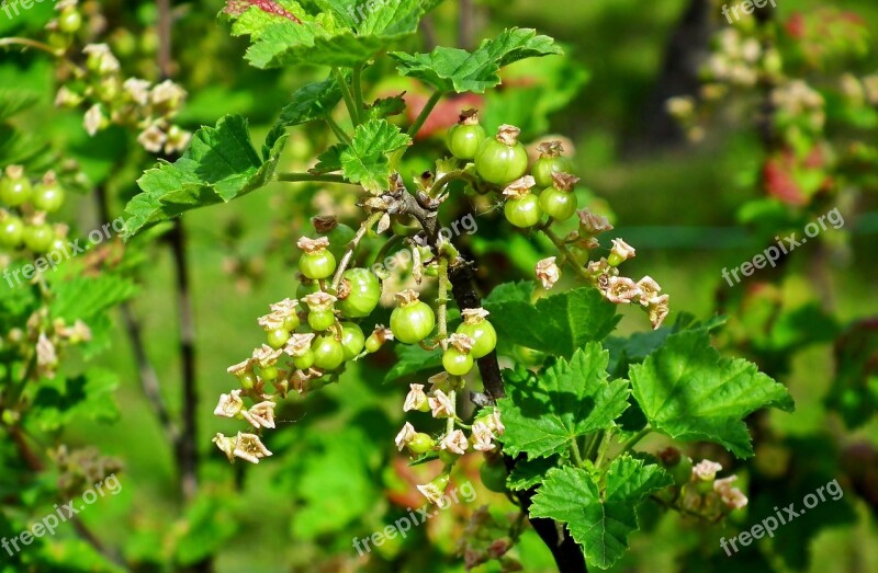 Currant Blossoming Garden Spring Nature