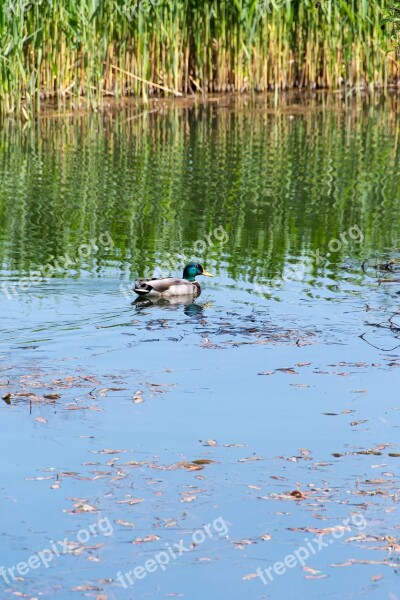 Duck Crossword Pond Water Tom