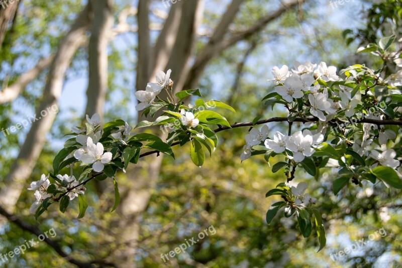 Flowers Bush Plant Spring The Petals