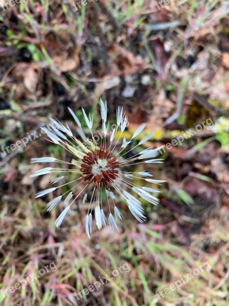 Flower Forest Nature Dandelion Free Photos