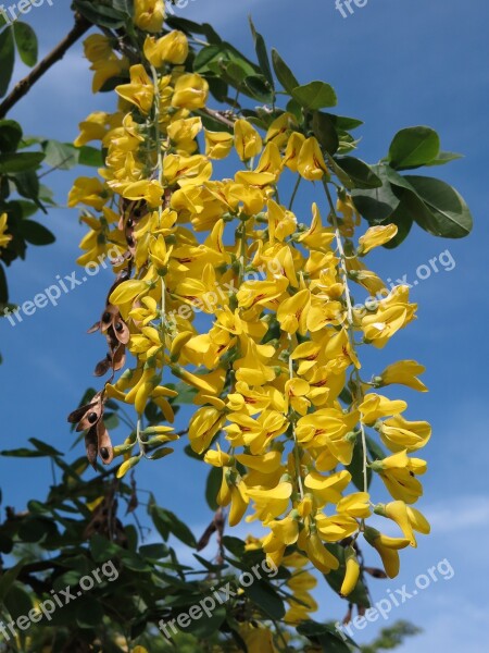 Ordinary Gold Rain Laburnum Anagyroides Yellow Flowers Blossom Bloom