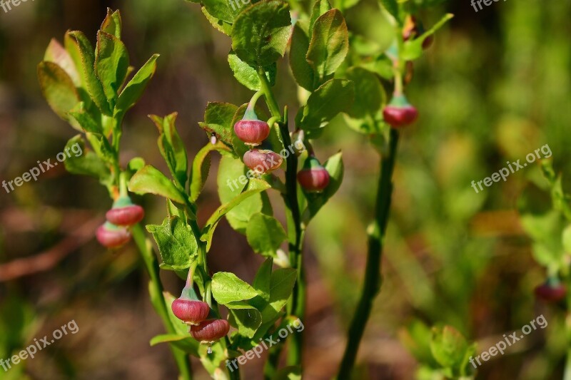 Forest Fruit Blueberry Wild Berry Immature Free Photos