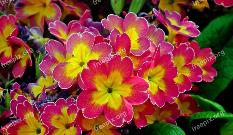 Primula Flowers Colorful Spring Garden