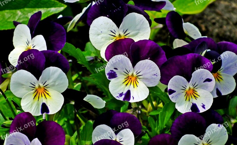 Pansies Flowers Colorful Spring Garden