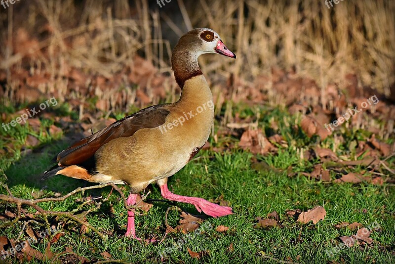 Nile Goose Duck Water Bird Animal Plumage