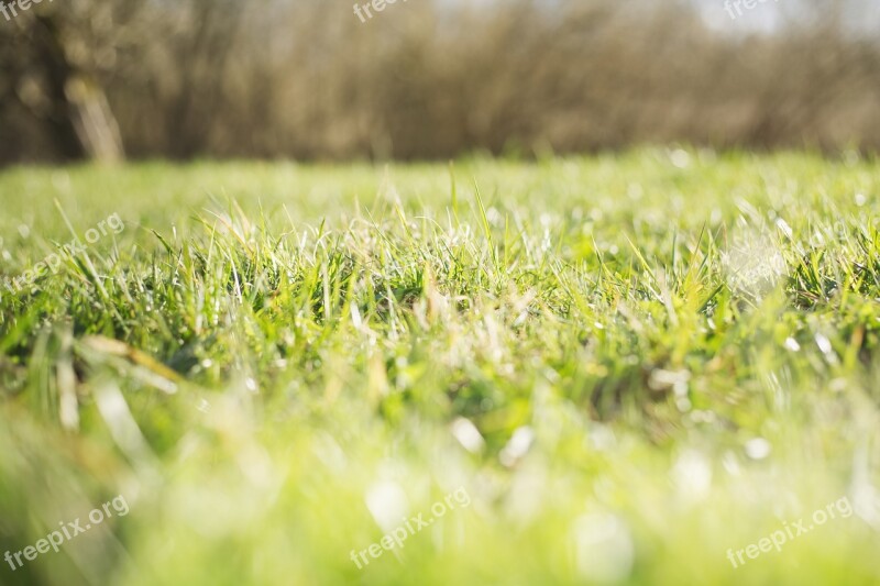 Nature Grass Green Summer Outdoors