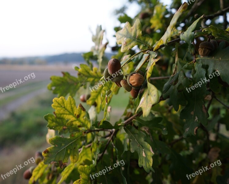 Oak Acorns Forest Autumn Nature