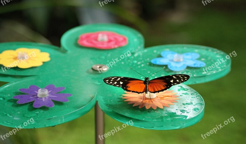 Butterfly Bug Butterflies Flower Nectar