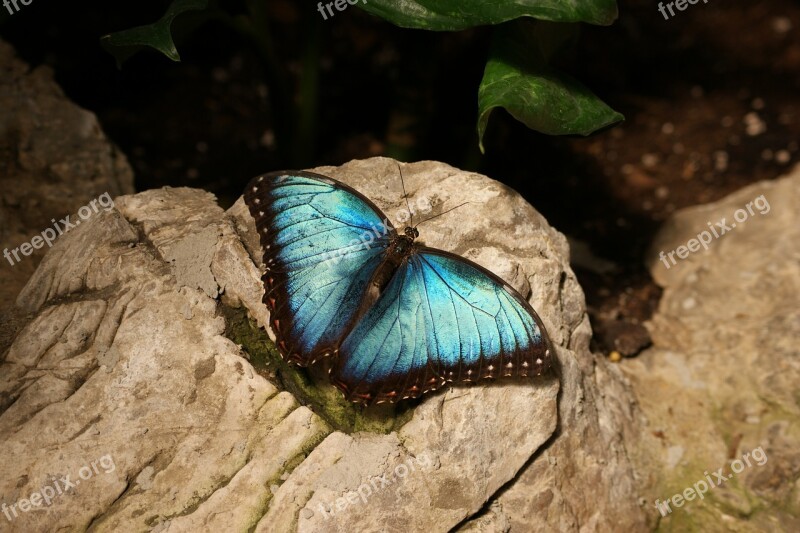 Butterfly Blue Morpho Butterflies Bug